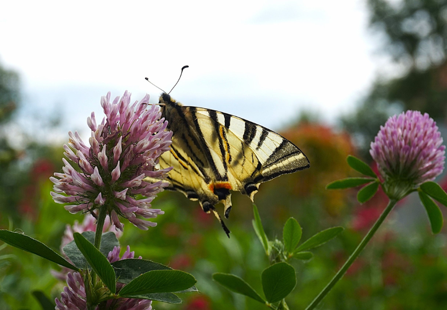 Budapesti Corvinus Egyetem